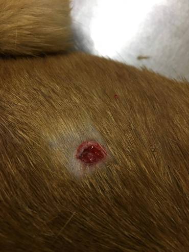 bullet wound dog amman
